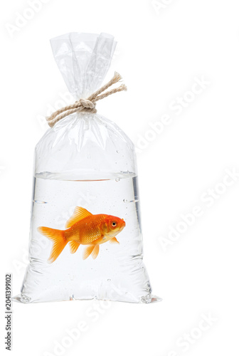 Photography Single orange goldfish swimming inside a tied plastic bag