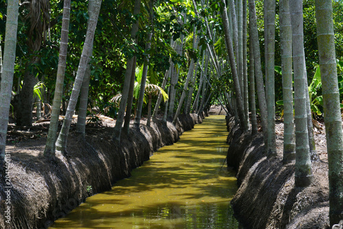areca trees at groove canal