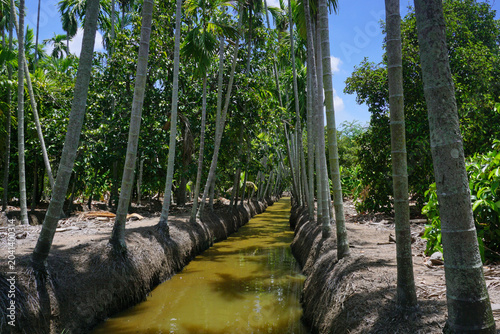 areca trees at groove canal