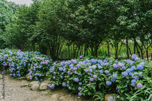 Bigleaf hydrangea, also known as Hydrangea macrophylla or hortensia, with dome-shaped blue and purple blooms lining a garden path amid lush cedar trees.