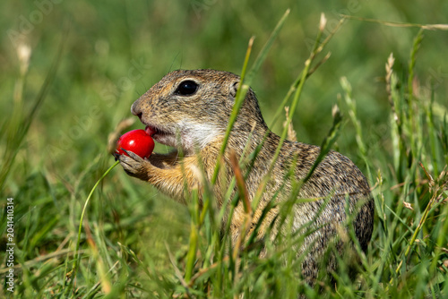 Fotografía ground squirrel