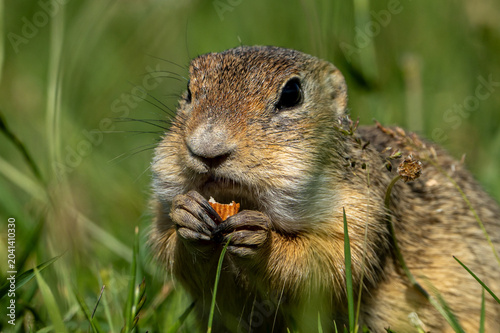 Tableau sur toile ground squirrel