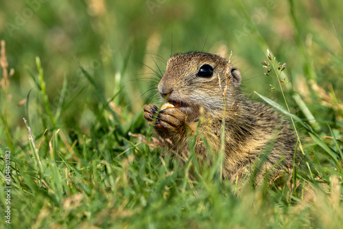 Foto ground squirrel