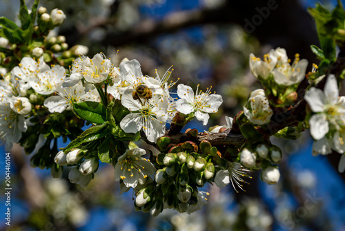 Obraz na plátně Fragrant cherry blossoms attract bee approaching from behind for pollination on