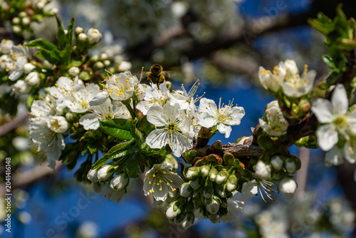 Slika na platnu Prunus avium flowers showing umbel inflorescences with visible pistils stamens a