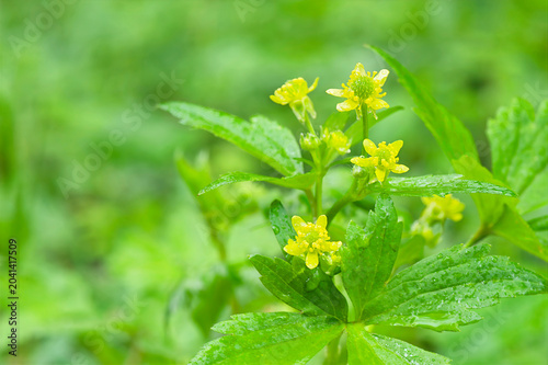 closeup of blisterwort