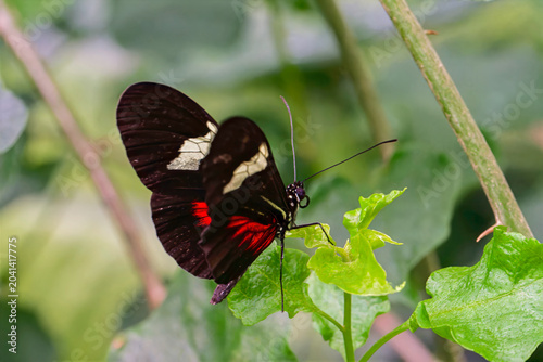 butterfly on a leaf