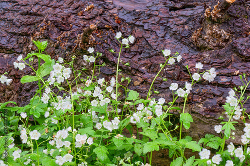 Cluster of white fringed phacelia wildflowers