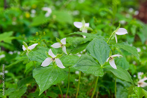 Foto cluster of white erect trillium flowers in the forest