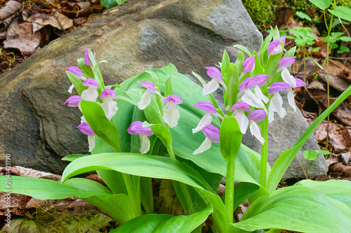 Vászonkép closeup of showy orchis