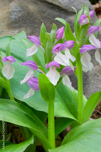Φωτογραφία closeup of showy orchis