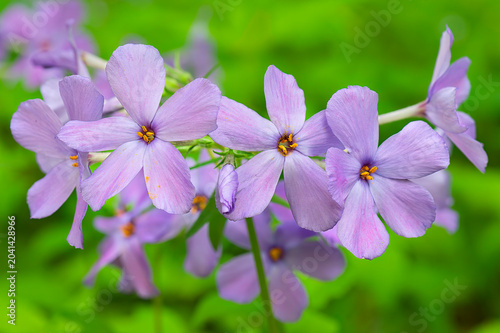 Cuadro en lienzo closeup of wild blue phlox