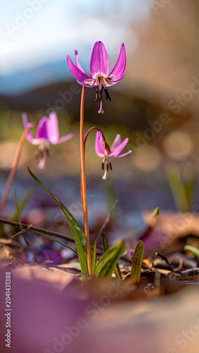 Dogtooth Violet Bloom.