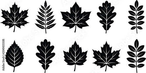 Bild auf Leinwand Black and white of maple leaves isolated on white background maple leaf