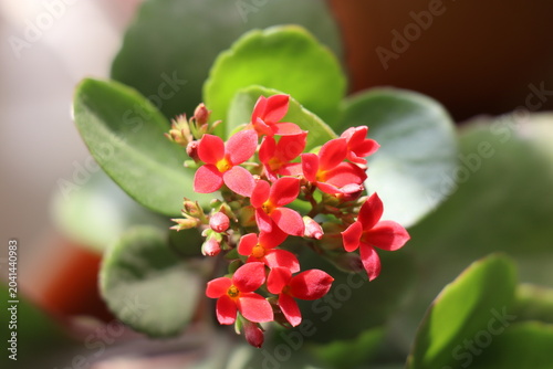 Konstfotografi Vibrant red Kalanchoe blossfeldiana, also known as a Florist Kalanchoe or Flamin