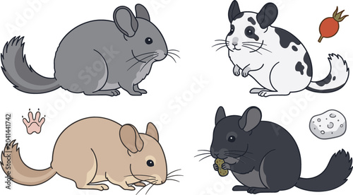Cuadro en lienzo Pet Chinchilla Breeds and Colors Vector Illustration Set Featuring Standard Grey