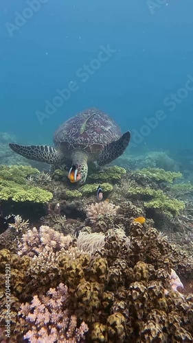 Dolly forward to a green sea turtle (Chelonia mydas) with a live sharksucker (Echeneis naucrates) attached to it while eating algae among dense coral bustling with marine life in Dauin, Philippines