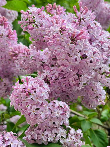 pink lilac flowers.  Lilac bush