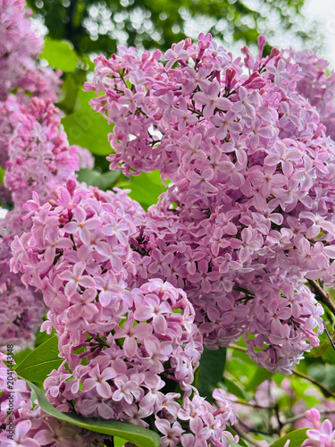pink lilac flowers.  Lilac bush
