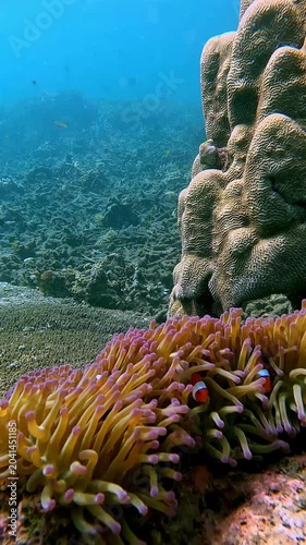Diving pov of a giant tentacle plate coral (Heliofungia actiniformis) inhabited by Ocellaris clownfish (Amphiprion ocellaris) being swayed by strong waves with the vast coral reef. Dauin, Philippines