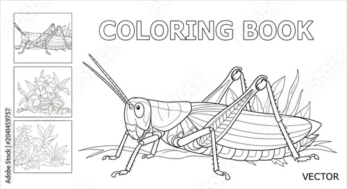Bilde på lerret Vector illustration of a grasshopper insect.