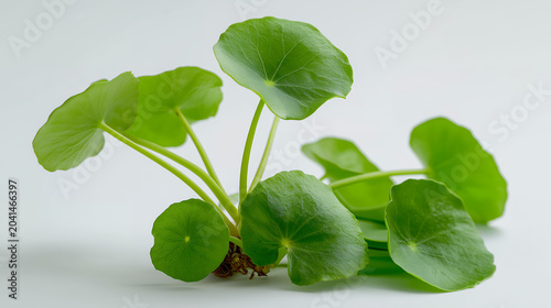 Fresh Gotu Kola Leaves With Roots Isolated On White Background