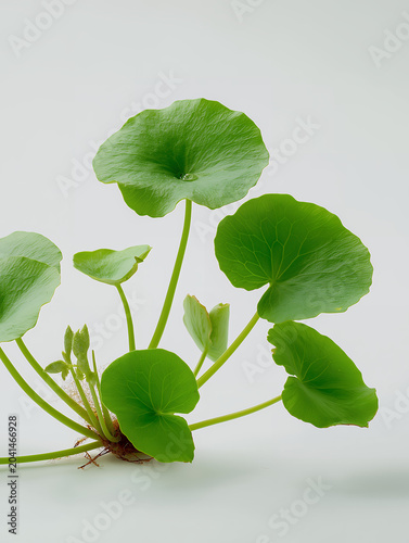 Fresh Gotu Kola Leaves With Roots Isolated On White Background