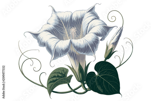 Blooming Datura Flower with Green Leaves Illustration