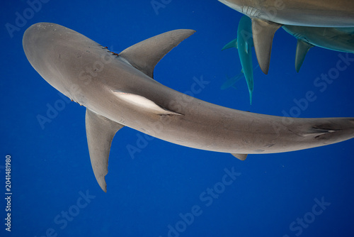 Fotografie Galapagos Sharks Dorsal Fin in Blue Water