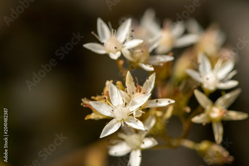 Sedum album (White Stonecrop) in a natural habitat