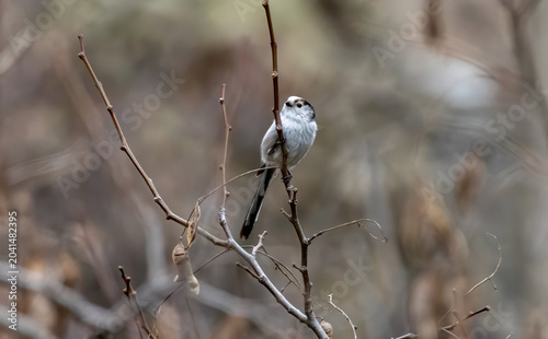 Long-tailed Tit (Aegithalos caudatus) in a natural habitat