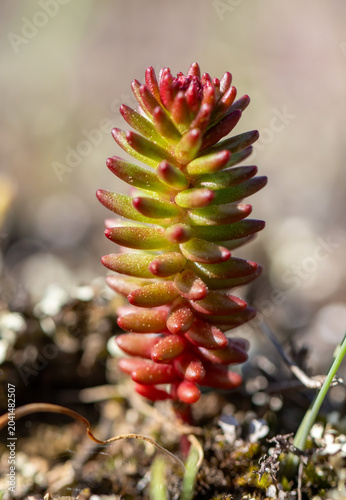 Sedum confertiflorum in a natural habitat