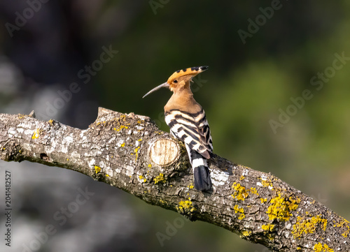 Hoopoe sitting on branch with nice background