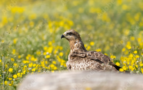 Black Kite in natural habitat