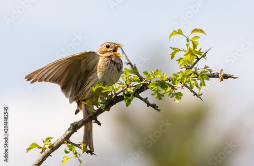 Corn Bunting in natural habitat