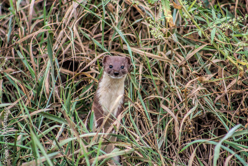 Weasel (Mustela nivalis) in a natural habitat