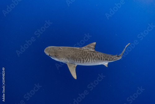 Tiger Shark Stripes in Blue Water