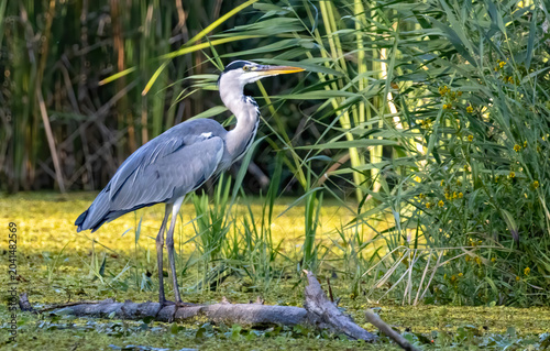 Grey Heron (Ardea cinerea) in natural habitat