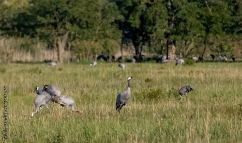 Common Crane (Grus grus) in a natural habitat