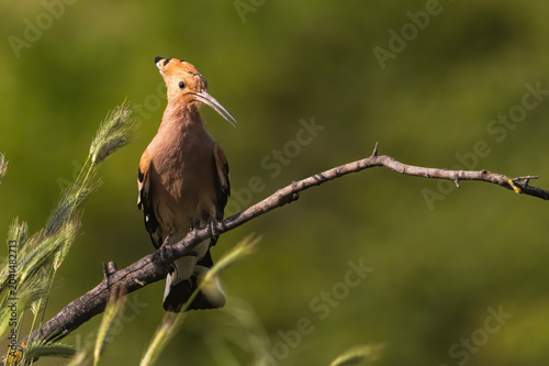 Hoopoe sitting on dirty road in early morning