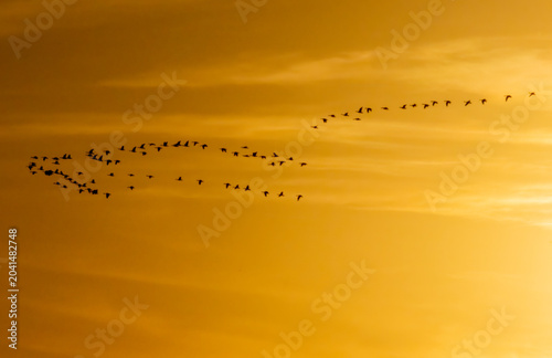 Common Crane (Grus grus) in a natural habitat