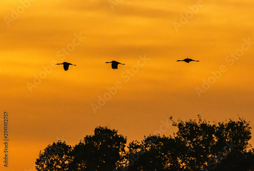 Common Crane (Grus grus) in a natural habitat
