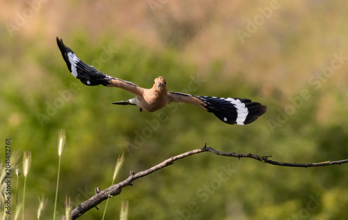 Hoopoe sitting on dirty road in early morning