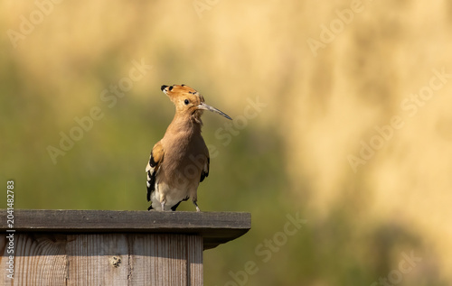 Hoopoe sitting on dirty road in early morning