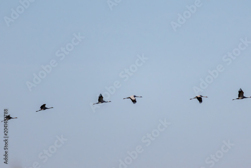 Common Crane (Grus grus) in a natural habitat