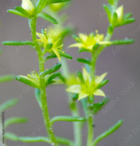 Sedum annuum (Annual Stonecrop) in a natural habitat