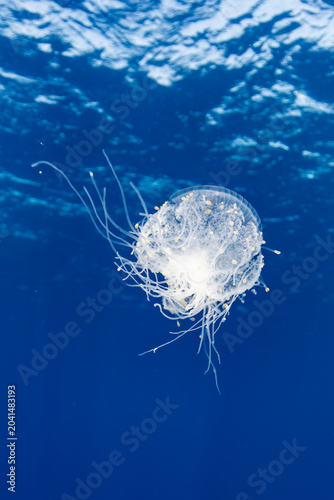 Tumbling Crown Jelly Fish in Blue Water