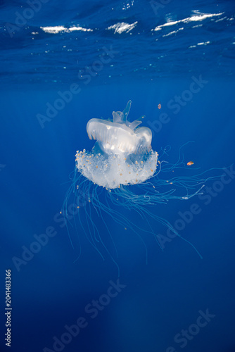 Elegant Crown Jelly Fish with Flowing Tentacles surrounded by small fish in Blue Water