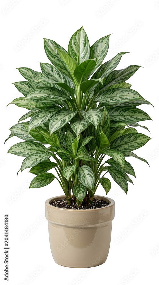 Fototapeta premium Lush variegated Chinese Evergreen houseplant in ceramic pot, transparent background