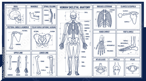 Konstfotografi Human Skeletal Anatomy Chart - Detailed Medical Diagram